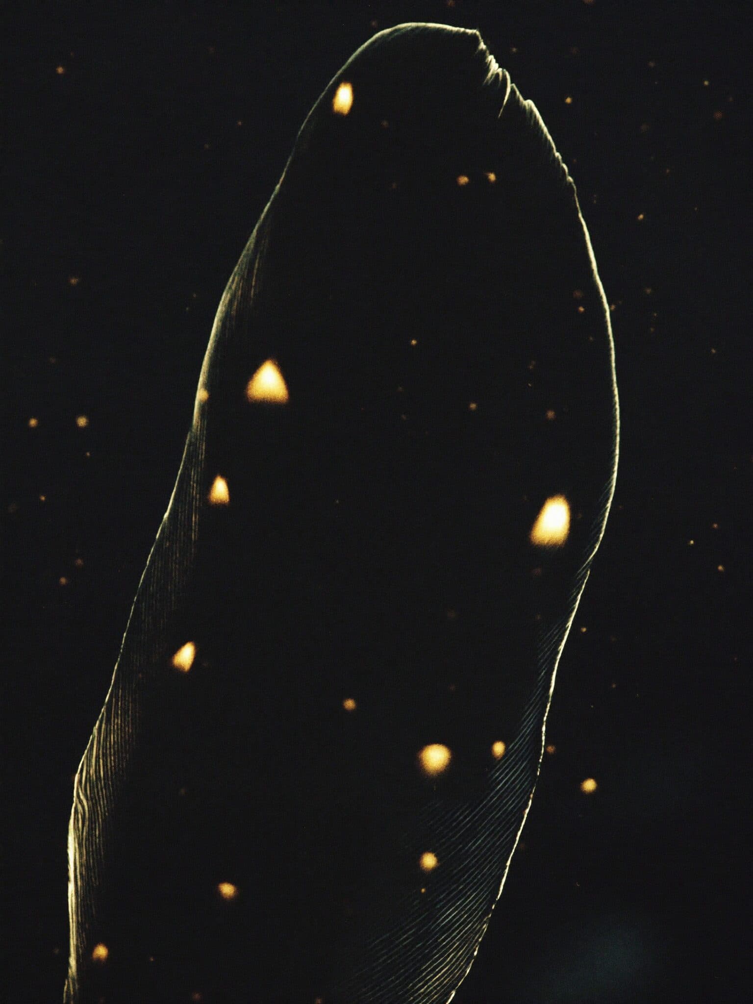 Black feather with gold rim light